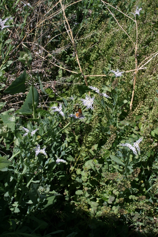 salt heliotrope (Heliotropium curassavicum L.) 